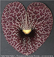 Aristolochia gigantea